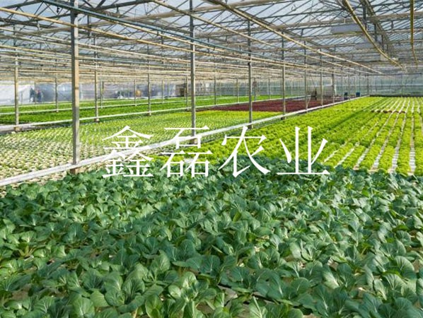 花卉、育苗基地